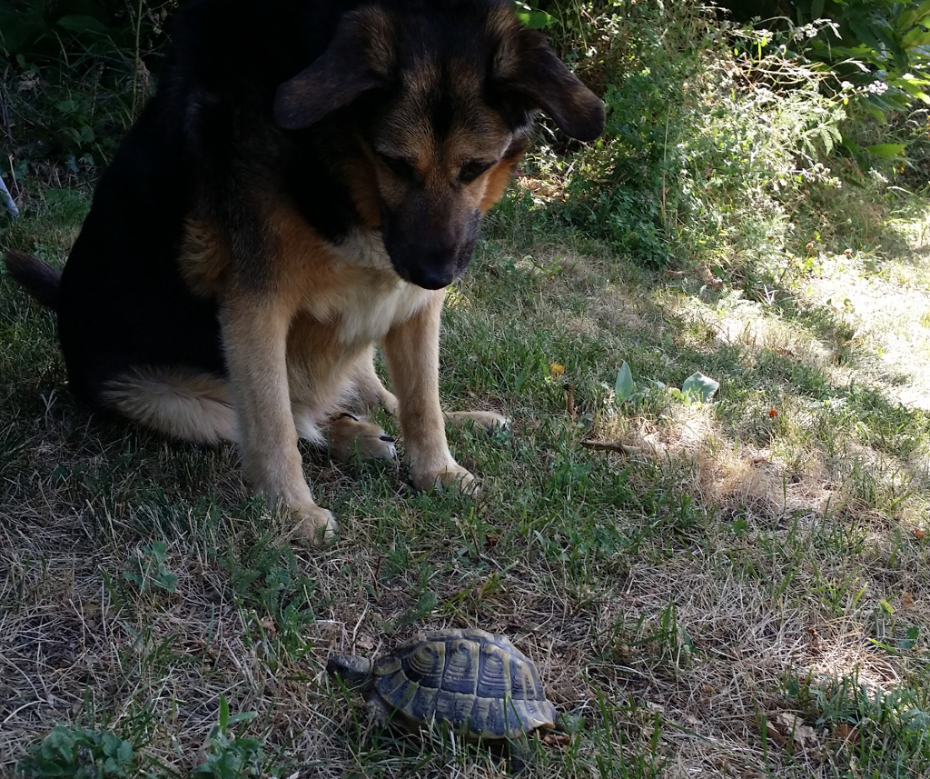 Betzen et la tortue