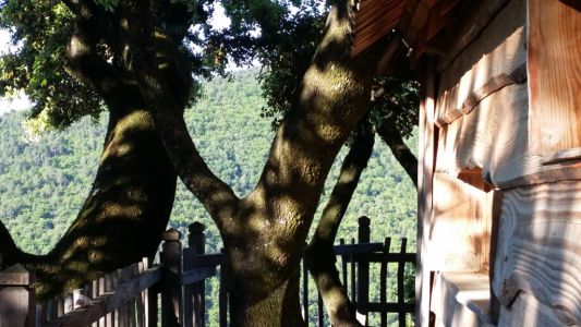cabane-perchee_chenevert-vv